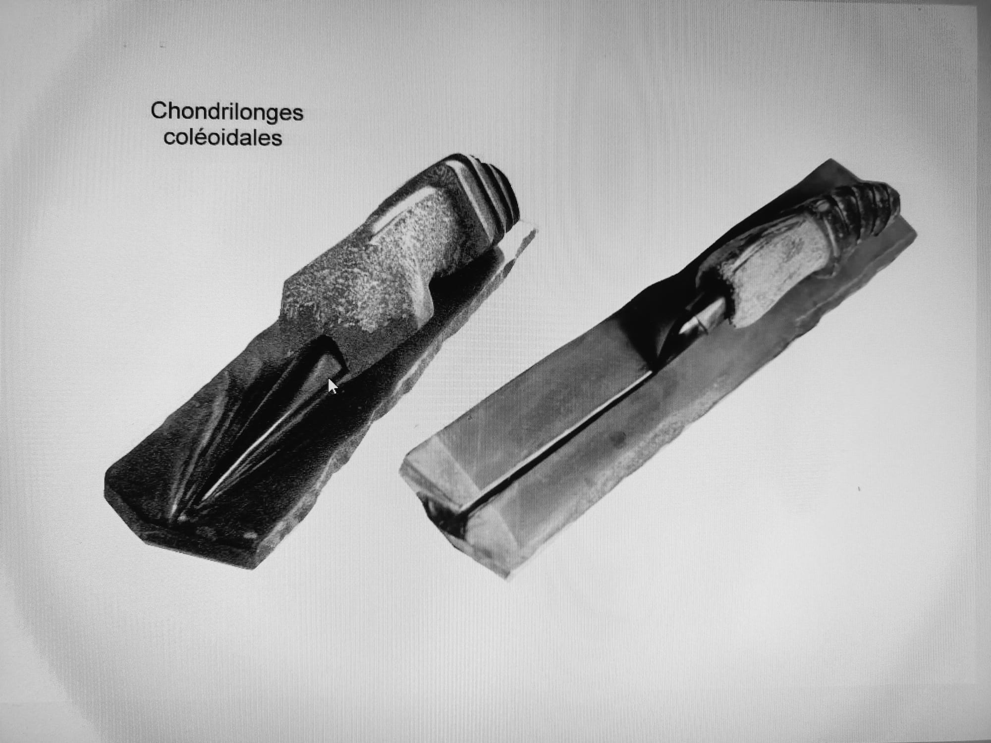 Chondrilonge n°1