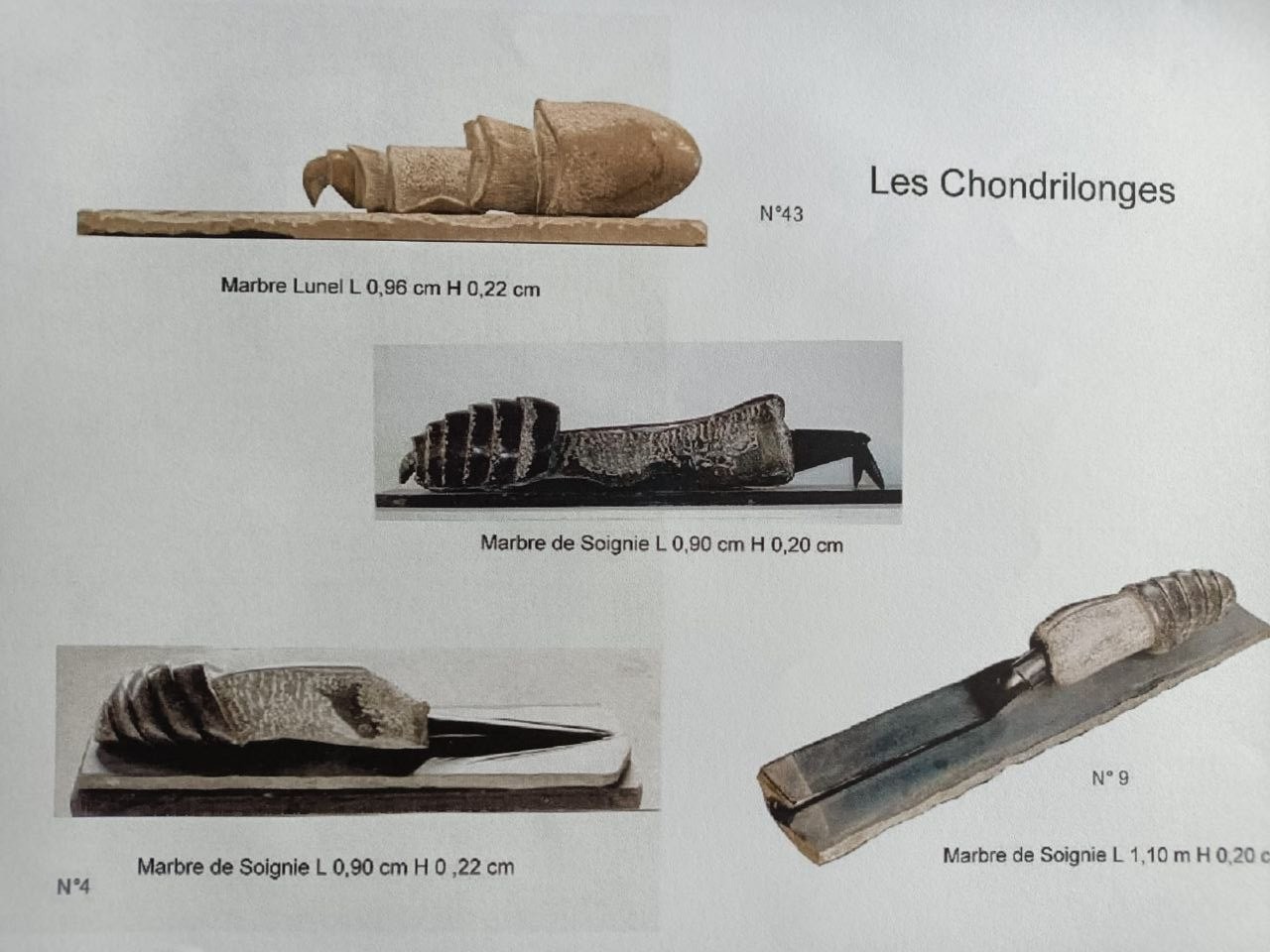 Chondrilonge n°4