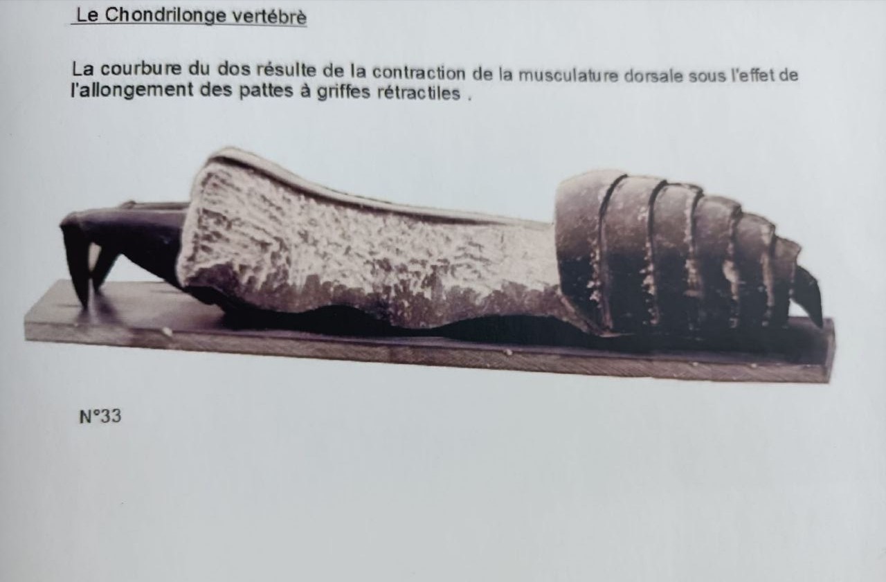 Chondrilonge n°5