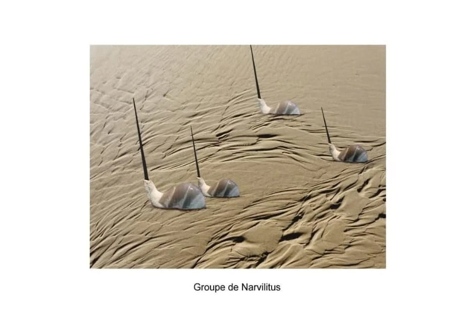 Narvilitus n°12
